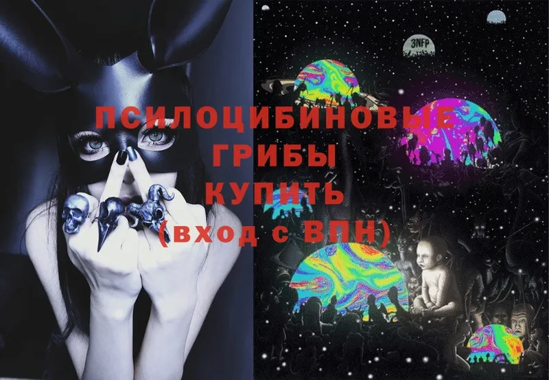 Псилоцибиновые грибы Cubensis  OMG ТОР  Александров 